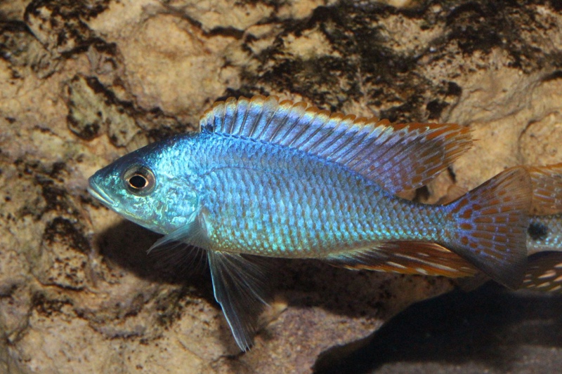 Hemitilapia oxyrhynchus